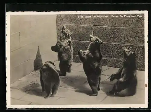 AK Bern, Bärengraben, Jungbären schauen nach oben