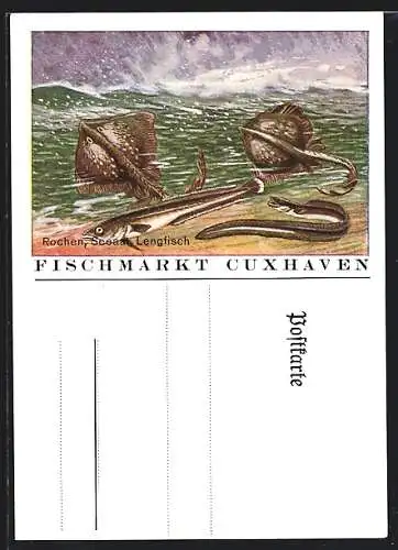 AK Cuxhaven, Fischmarkt, Rochen, Seeaal, Lengfisch