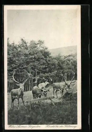 AK Wien, Lainzer Tiergarten, Hirsche bei der Fütterung