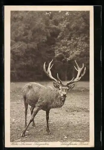AK Verhoffender Hirsch, Wien-Lainzer Tiergarten