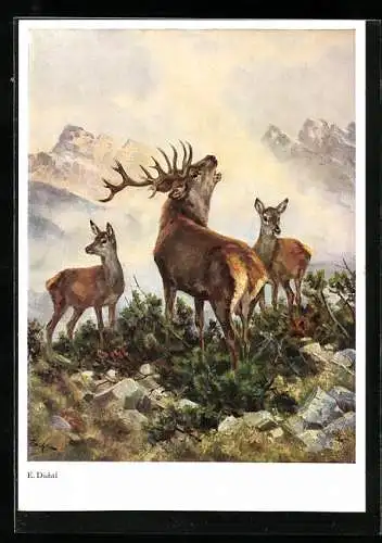 AK Brunftzeit, röhrender Hirsch & Rehe