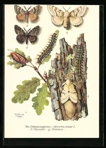 AK Schwammspinner in seinen Entwicklungsstadien