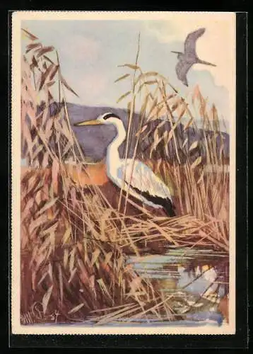 Künstler-AK Reklame für Eduscho-Kaffee, Ein Reiher im Schilff