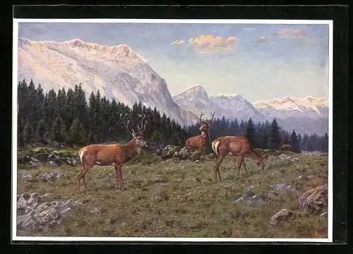 AK Hirsche und Rehe auf einer Wiese