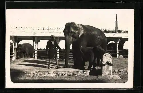 Foto-AK Indien, Angeketteter Elefant mit Kalb vor einer Brücke