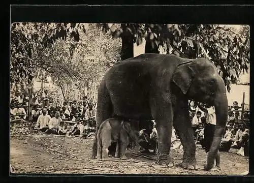 AK Angeketteter Elefant mit Kalb vor Zuschauern