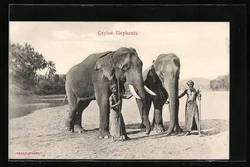 AK Ceylon, Singhalesen mit zwei Elefanten
