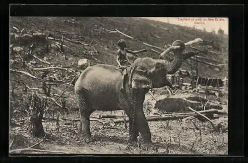 AK Ceylon, Elephant at work on nnew clearing, Arbeits-Elefant mit seinem Führer
