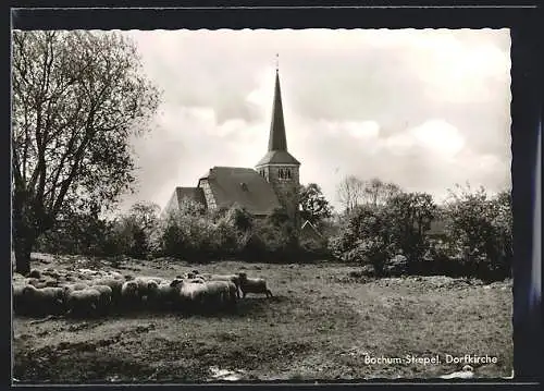 AK Bochum-Stiepel, Eine Schafherde vor der Dorfkirche