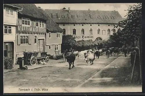 AK Tambach i. Thür. Wald, Kuhtrieb am Hotel Lamm