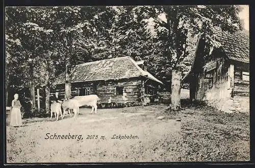 AK Schneeberg, Lakaboden mit Gasthaus und Kühen