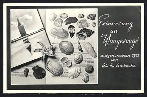 AK Wangerooge, Muscheln und Seestern, Erinnerung an Wangerooge 1955