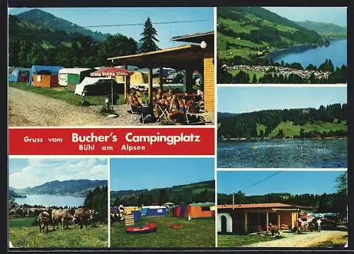 AK Bühl am Alpsee, Bucher`s Campingplatz mit Zeltplatz, Seenpanorama und weidenden Rindern