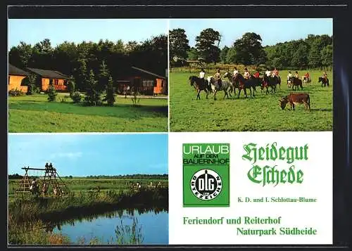 AK Eschede /Südheide, Feriendorf und Reiterhof Heidegut Eschede, Reitunterricht, Uferpartie