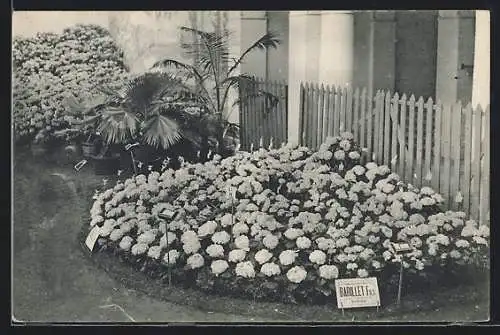 AK Gand, Universelle & Internationale Floralies 1913, Blumenbeet, Barillet