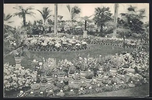 AK Gand, Universelle & Internationale Floralies 1913, Blumen in Beeten und Pflanzkübeln