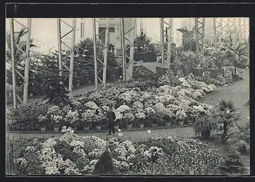 AK Gand, Universelle & Internationale Floralies 1913, Blumentöpfe