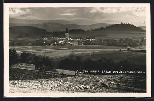 AK Maria Laach am Jauerling, Ortsansicht und Schafherde