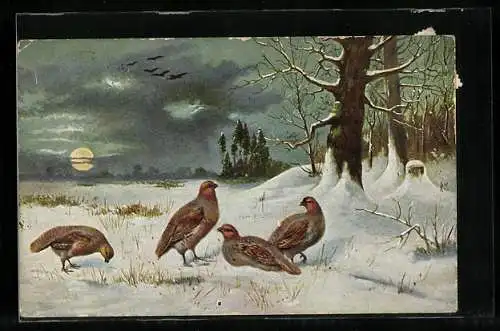 AK Hühnervögel in Schneelandschaft bei Vollmond
