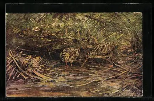 AK Wasservögel auf Futtersuche