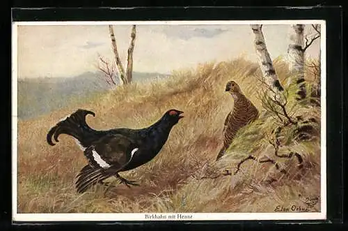 AK Birkhahn mit Henne