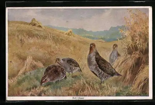 AK Rebhühner an einem Garbenfeld