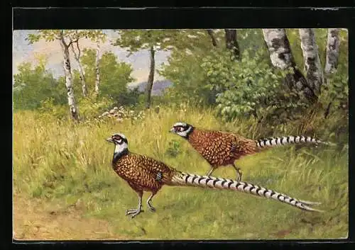 AK zwei Fasane in einem Birkenwald