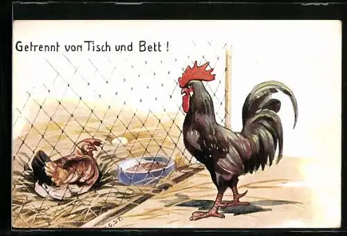 AK Hahn vor Henne hinter Maschendraht