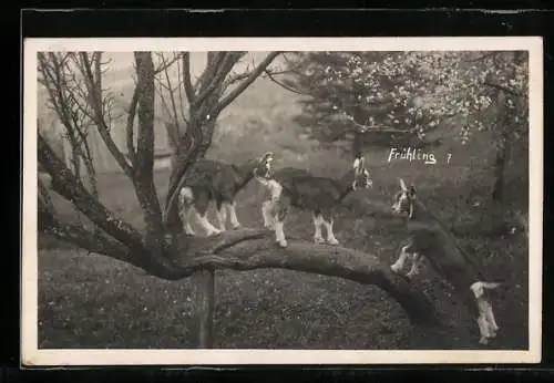 Foto-AK Junge Ziegen auf einem Baumstamm