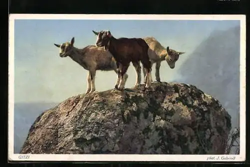 AK Ziegenlämmer auf einem Felsen