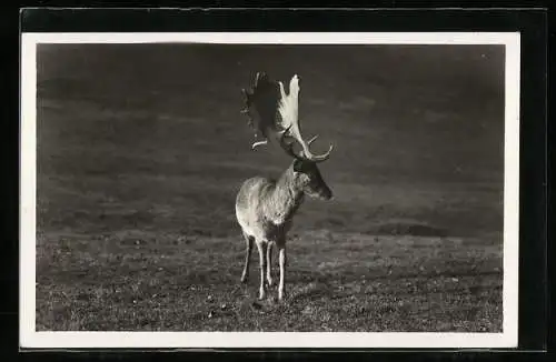 Foto-AK Junger Bock auf einer Wiese