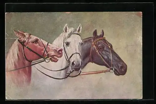 AK Bildnis dreier Pferde mit Zaumzeug