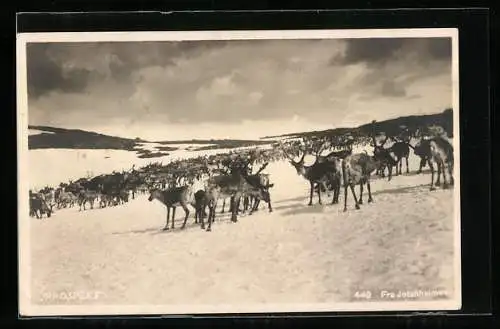 AK Jotunheimen, Rentierherde in Schneelandschaft