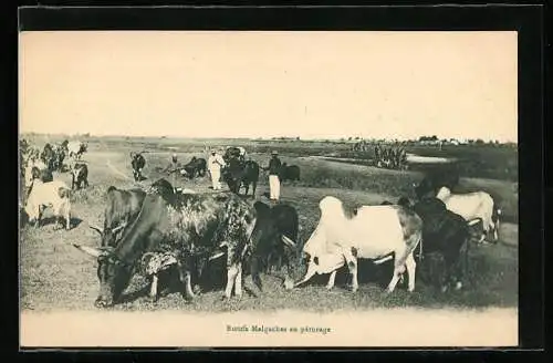 AK Boeufs Malgaches au paturage