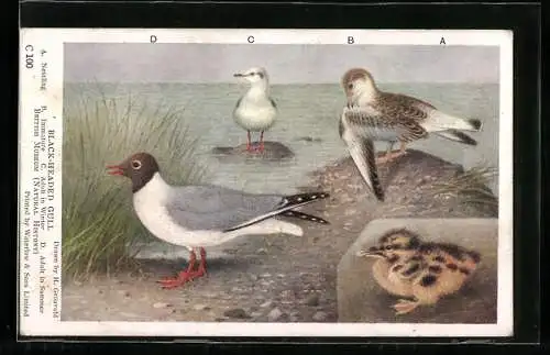 AK Black-Headed Gull, Immature, Adult