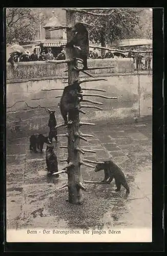 AK Bern, Bärengraben, junge Braunbären beim Klettern, Zuschauer