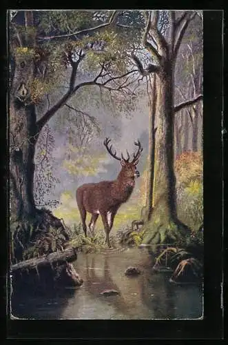 AK Hirsch an einer Tränke