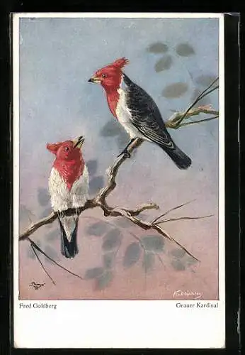 Künstler-AK Zwei Graue Kardinäle auf einem Ast