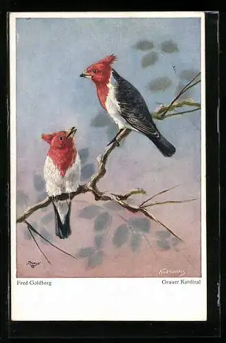 Künstler-AK Zwei Graue Kardinäle auf einem Ast