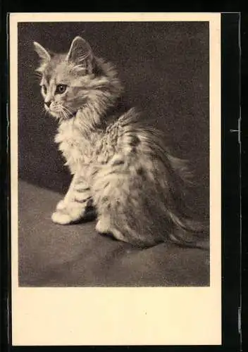 AK Tierschutzverein Wien, Katzenkind