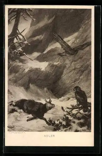 AK Adler und verletzte Bergziege