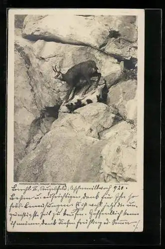 AK Gemse auf einem Felsen