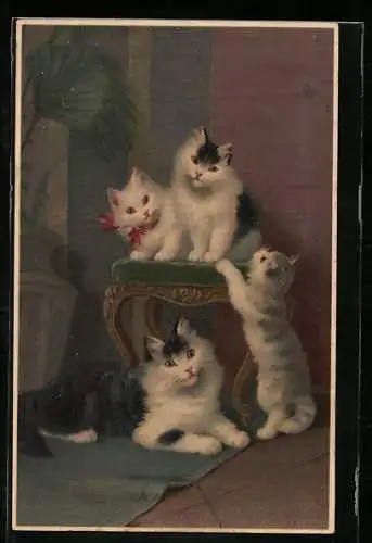 AK Katzenmutter und drei verspielte Junge