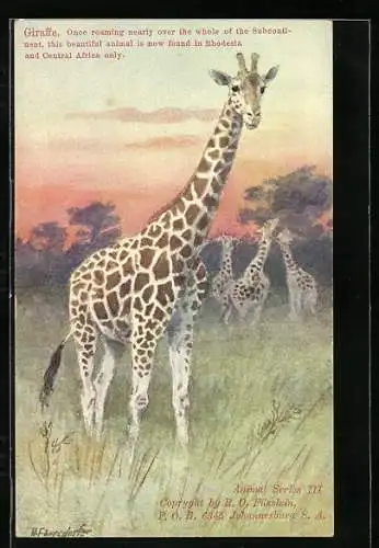 Künstler-AK Giraffen in der afrikanischen Savanne