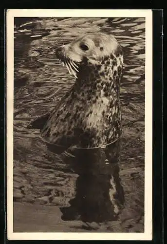 AK Wien-Schönbrunn, Seehund im Wasser