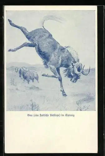 AK Gnu im Sprung in freier Wildbahn