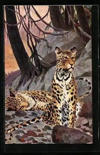 AK Zwei Leoparden in einer steinigen Landschaft mit Bäumen
