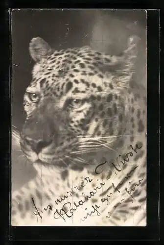 AK Portrait eines Leoparden