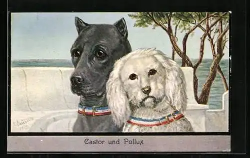 AK Castor und Pollux, Zwei Hunde am Meer