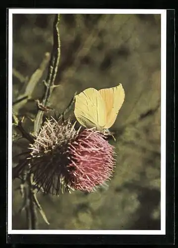 AK Schmetterling auf einer Distelblüte, Zitronenfalter, Männchen, Gonepteryx rhamni